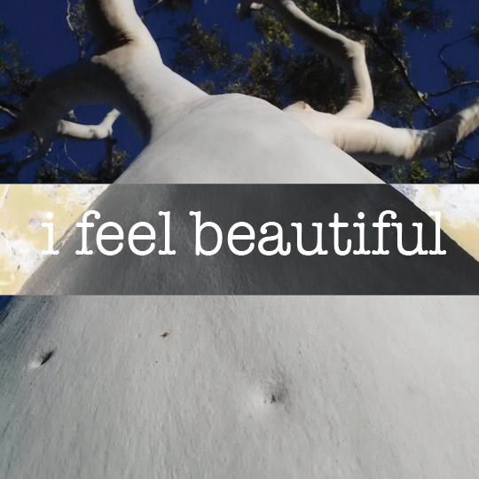 pov looking up at beautiful white tree and blue sky